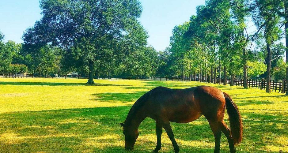 A horse grazing on Texas ranchland
